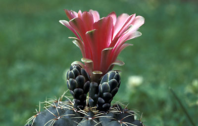 Gymnocalycium baldianum