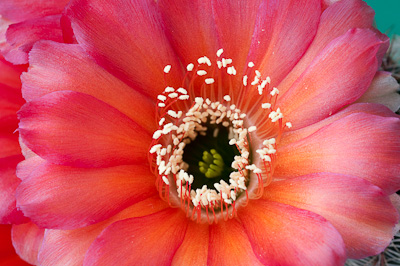 Echinopsis densispina Blüte