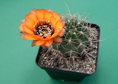 Echinopsis marsoneri