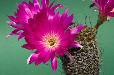 Violette Blüten Echinopsis backebergii winteriana