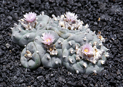 Lophophora williamsii