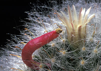 Mammillaria bocasana Frucht