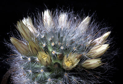 Mammillaria bocasana