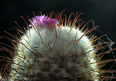 Mammillaria bombycina