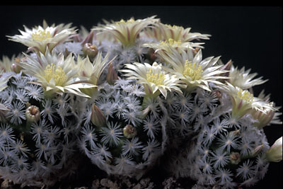 Mammillaria duwei