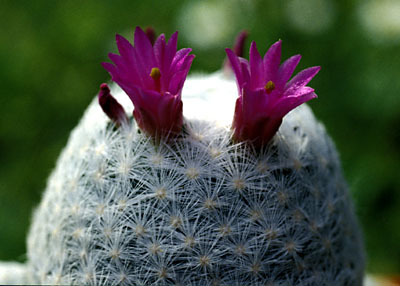 Mammillaria humboldtii