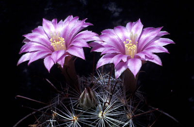 Mammillaria longiflora