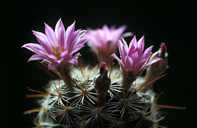 Mammillaria longiflora