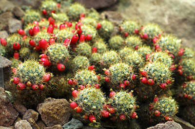 Mammillaria prolifera