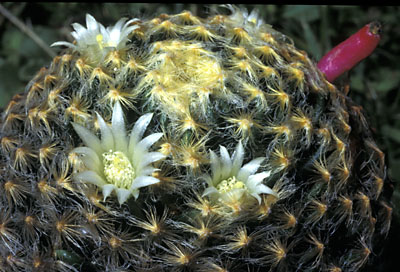 Mammillaria schiedeana