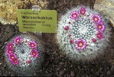 Mammillaria woodsii