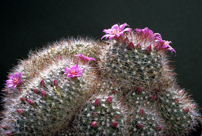 Mammillaria zeilmanniana