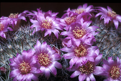 Mammillaria zeilmannian Mammillaria zeilmannian