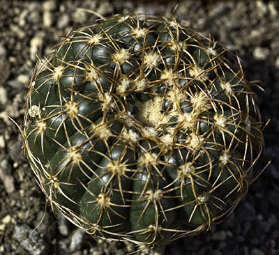 Parodia werneri