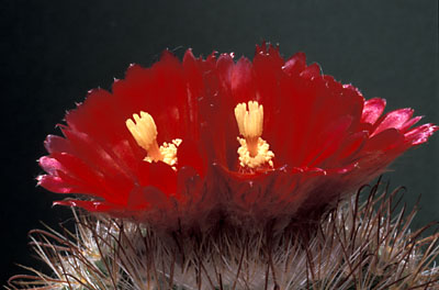 Parodia microsperma