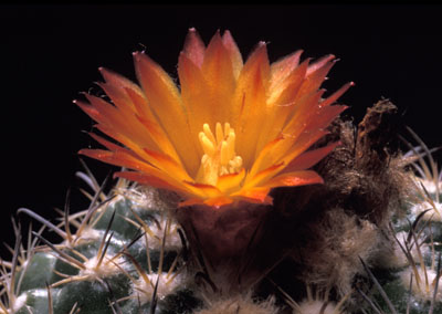 Blühender Kaktus - Parodia mairanana