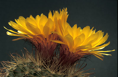 Parodia microsperma ssp. microsperma