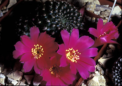 Rebutia carminea