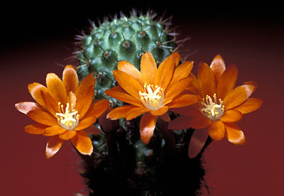 Rebutia donaldiana