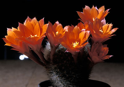 Rebutia hoffmanii