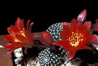 Rebutia marsoneri