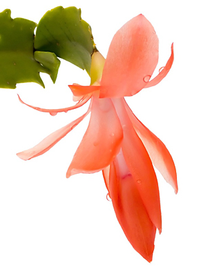 Schlumbergera-Blüte