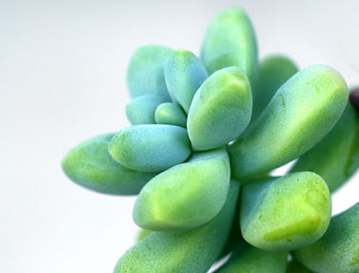 Sedum furfuraceum