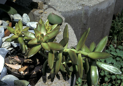 Sedum nussbaumerianum Sedum nussbaumerianum