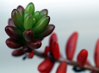 Sedum rubrotinctum Sedum rubrotinctum
