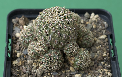 Sulcorebutia cinigueralii Sulcorebutia cinigueralii