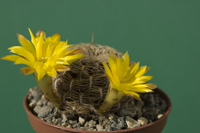 Sulcorebutia cardenasiana