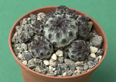 Sulcorebutia rauschii Sulcorebutia rauschii