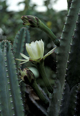 Cereus peruvianus Cereus peruvianus