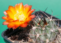 Acanthocalycium