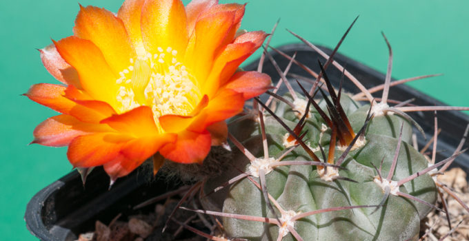 Acanthocalycium