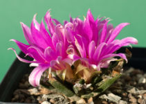 Ariocarpus