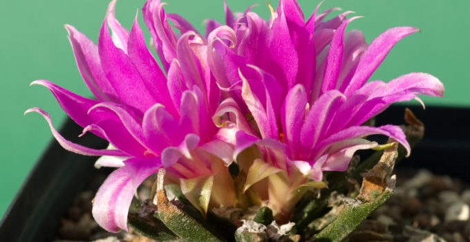 Ariocarpus