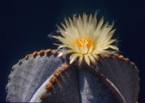 Astrophytum