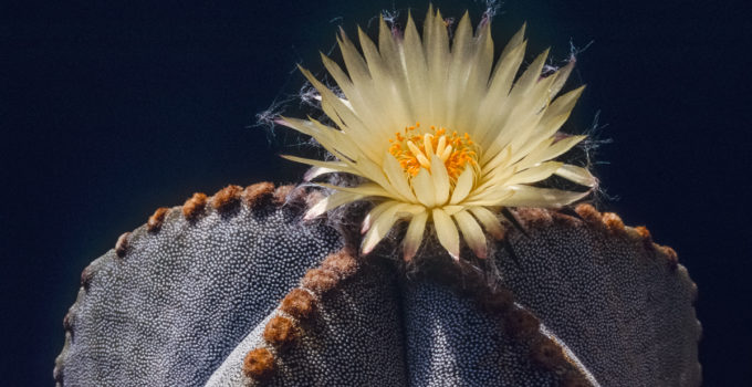 Astrophytum