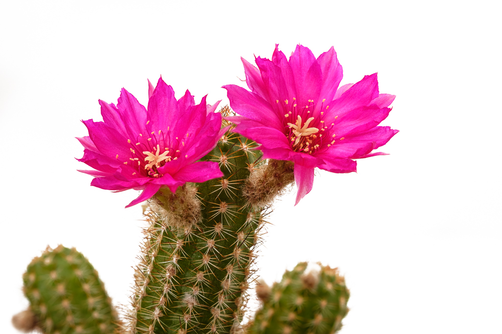 Chamaecereus Hybride Pauline