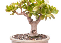 Crassula