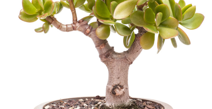 Crassula
