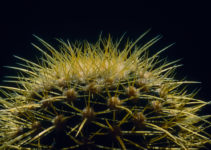 Echinocactus