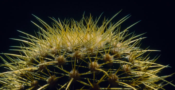 Echinocactus