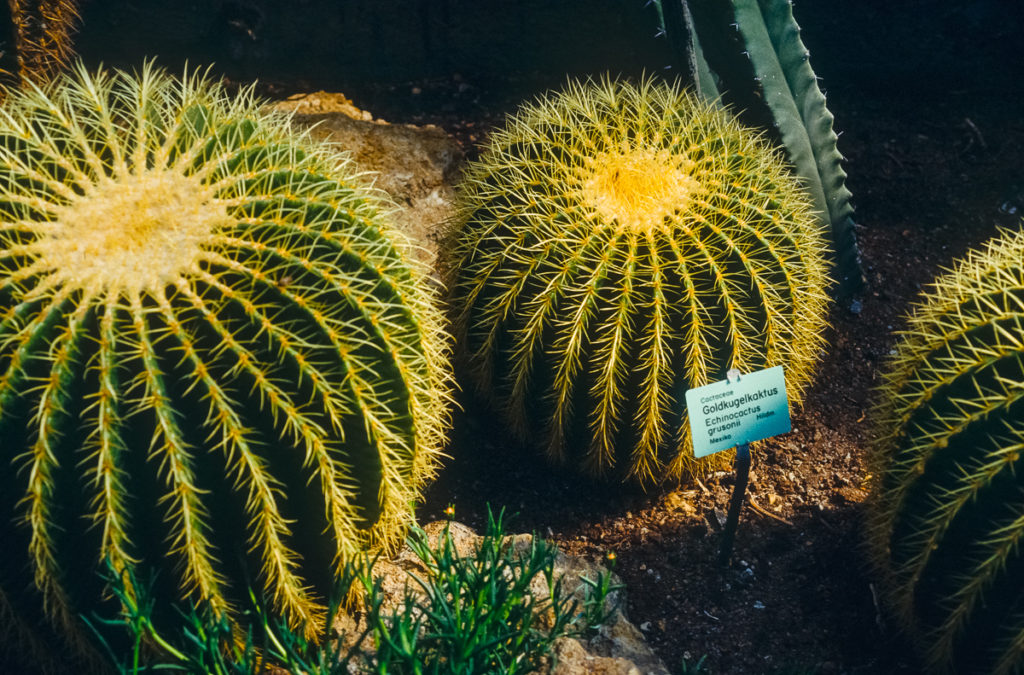 Echinocactus grusonii im botanischen Garten Wilhelma