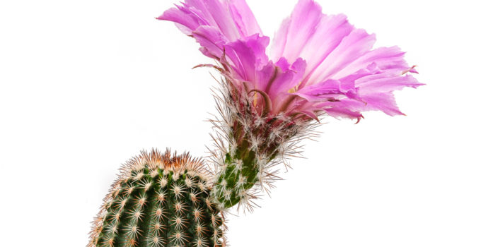 Echinocereus