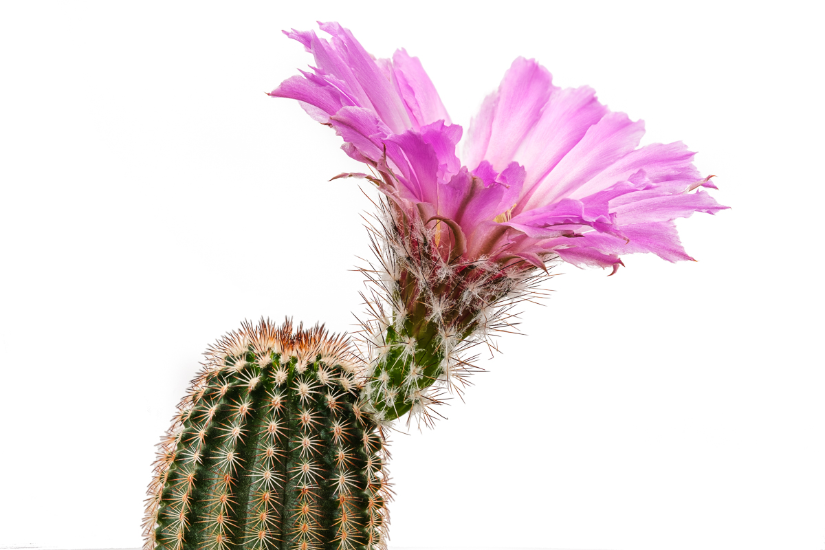 Echinocereus > Kaktus > Kakteen > Gattung