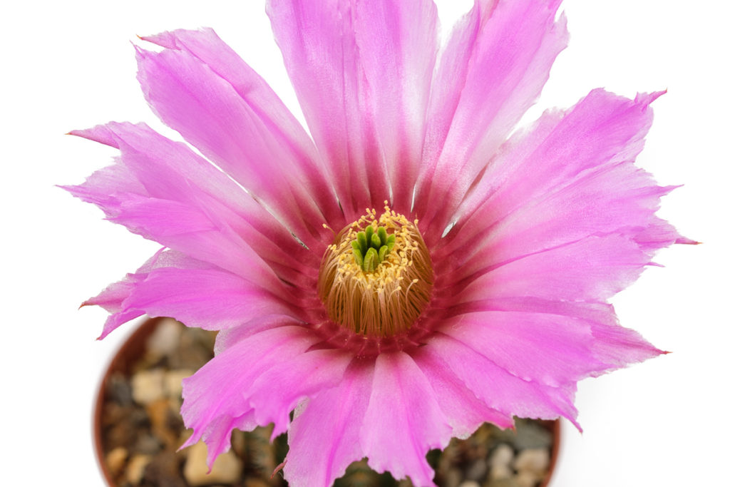 Echinocereus reichenbachii violette Blüte