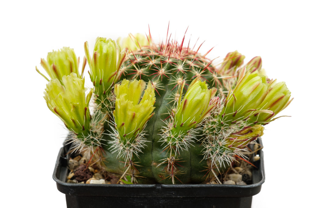 Echinocereus viridiflorus