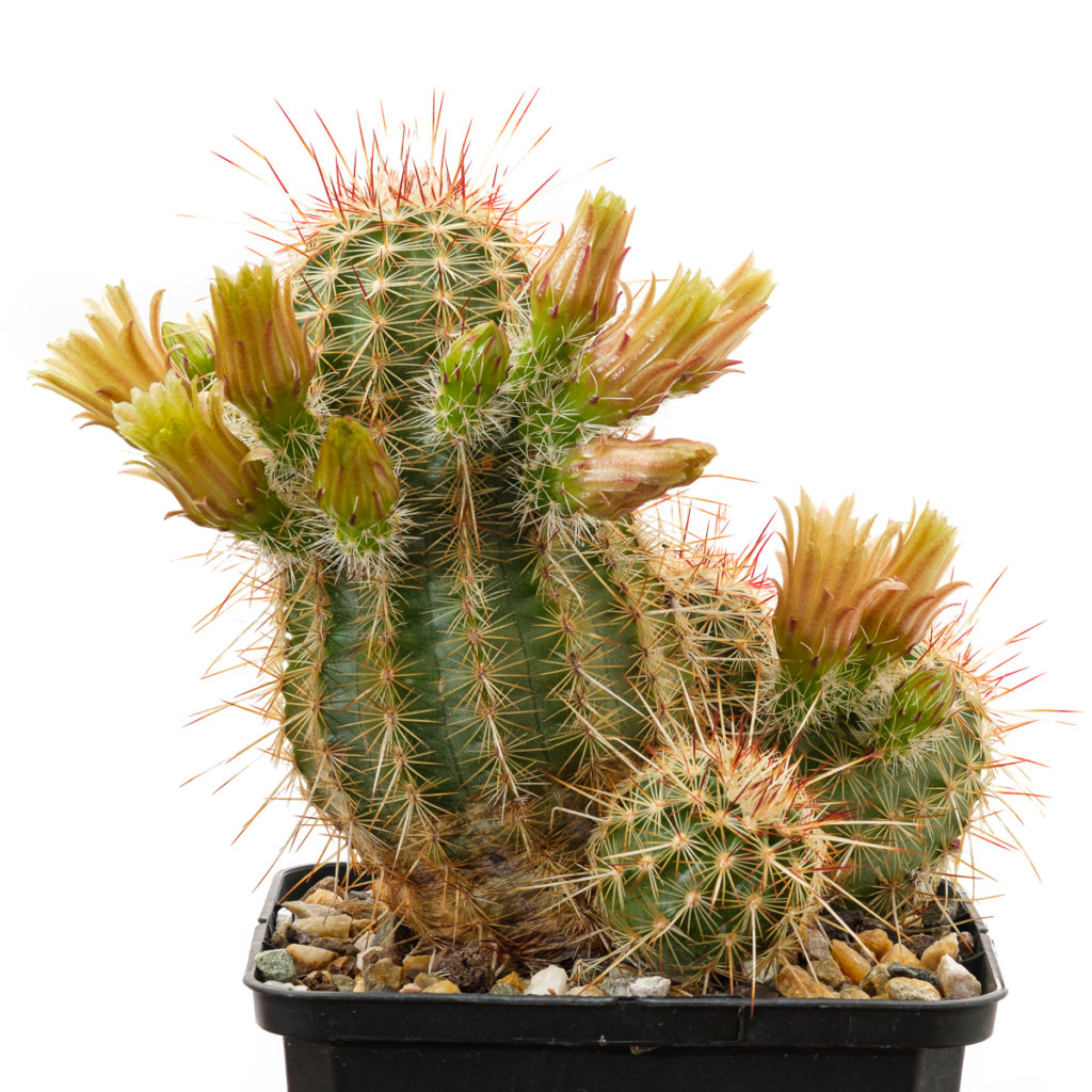 Echinocereus viridiflorus ssp. chlorethus